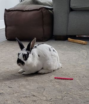 Lola 2 RABBIT, Adult Female unknown
