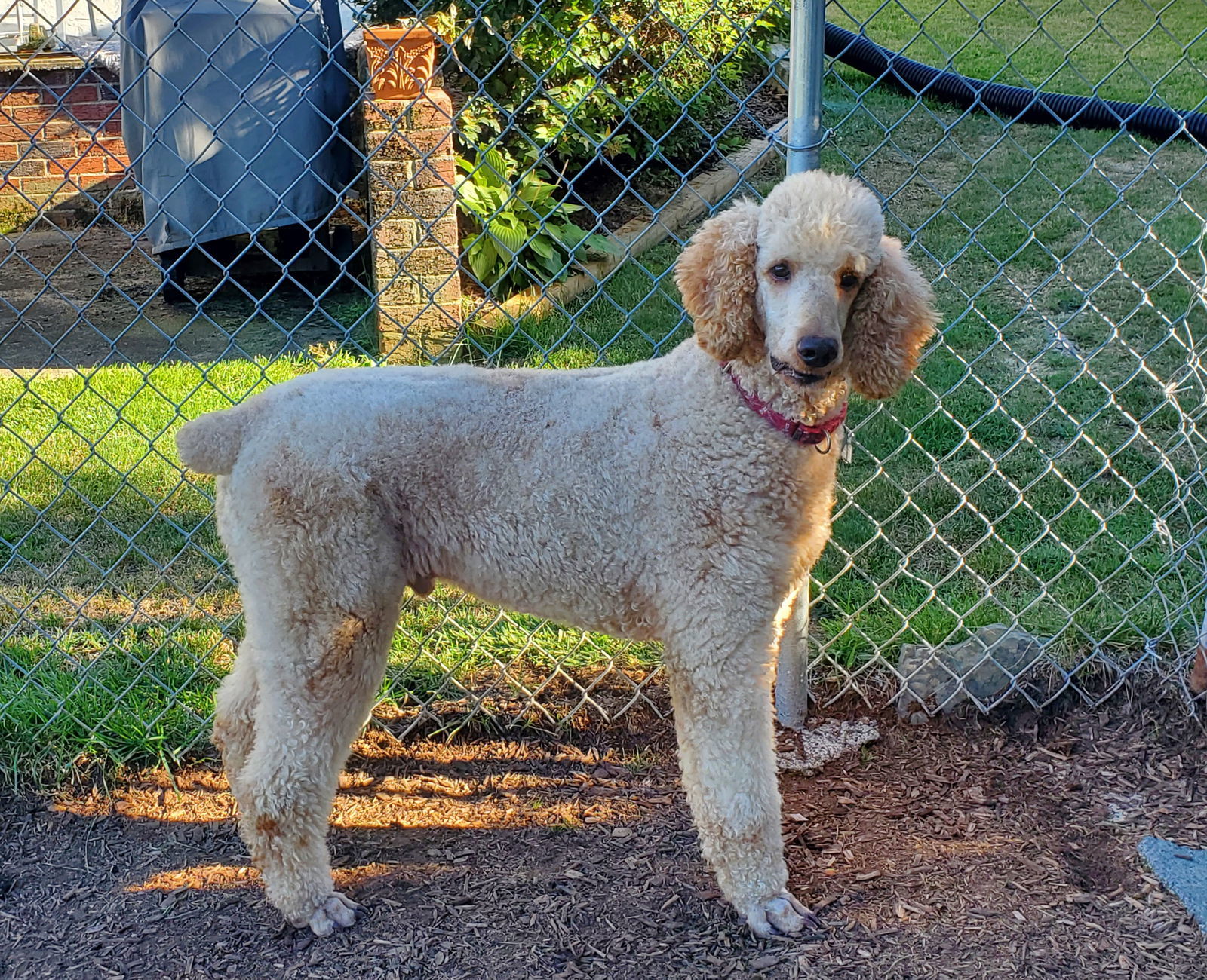 Bentley, an adoptable Standard Poodle in Grantville, PA, 17028 | Photo Image 1