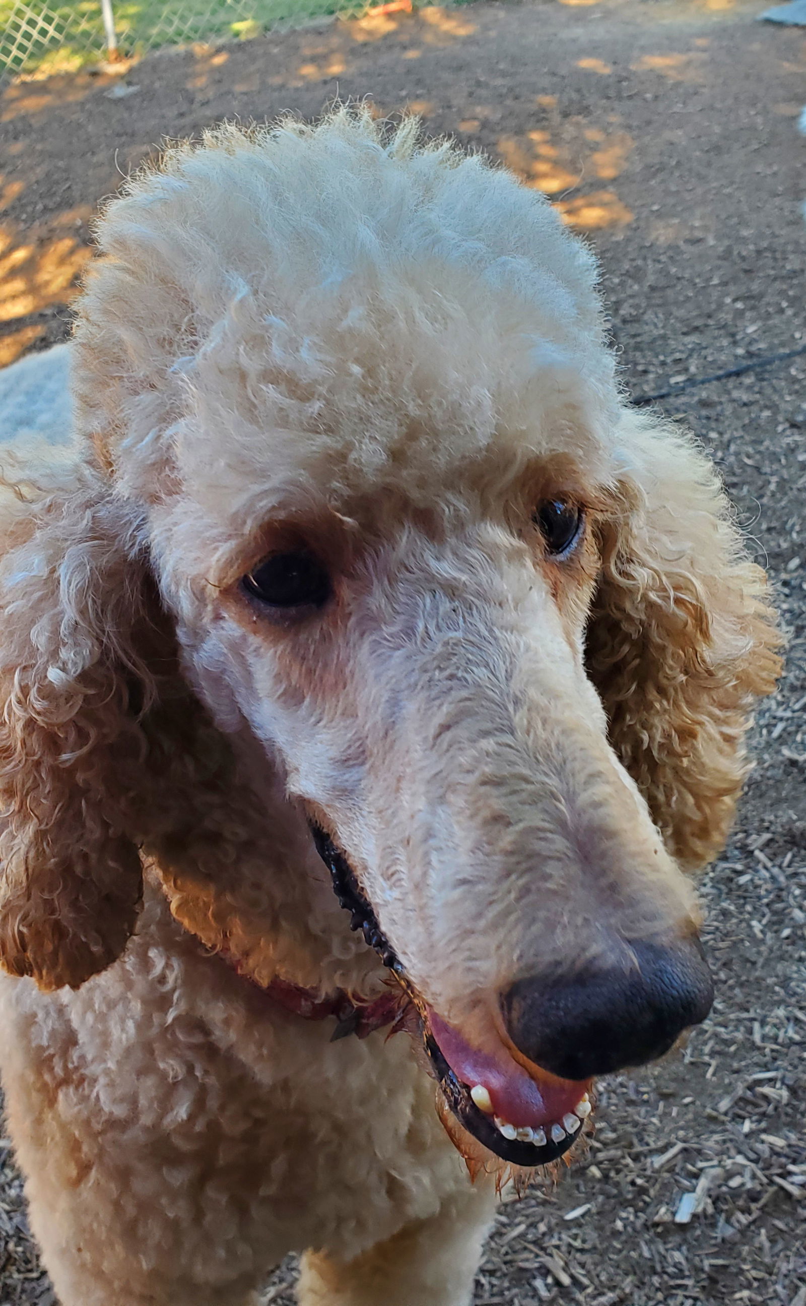 Bentley, an adoptable Standard Poodle in Grantville, PA, 17028 | Photo Image 2