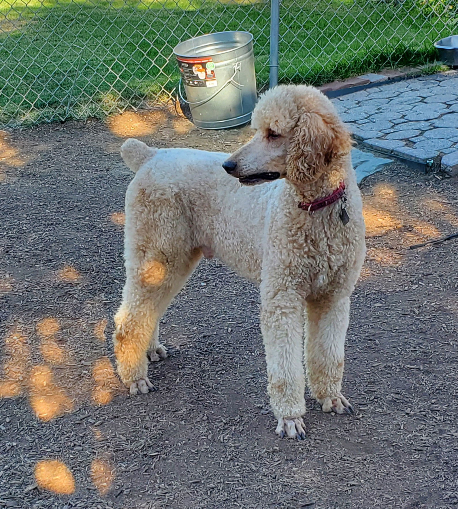 Bentley, an adoptable Standard Poodle in Grantville, PA, 17028 | Photo Image 3