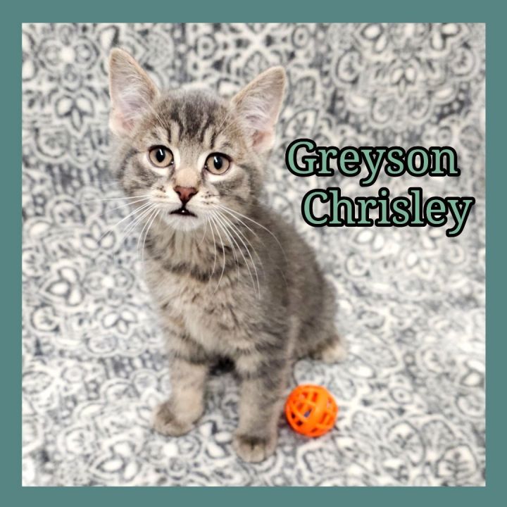 Grayson Chrisley , an adoptable Domestic Short Hair in Jacksonville, IL_image-1
