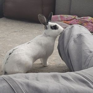Poppy RABBIT, Adult Female unknown