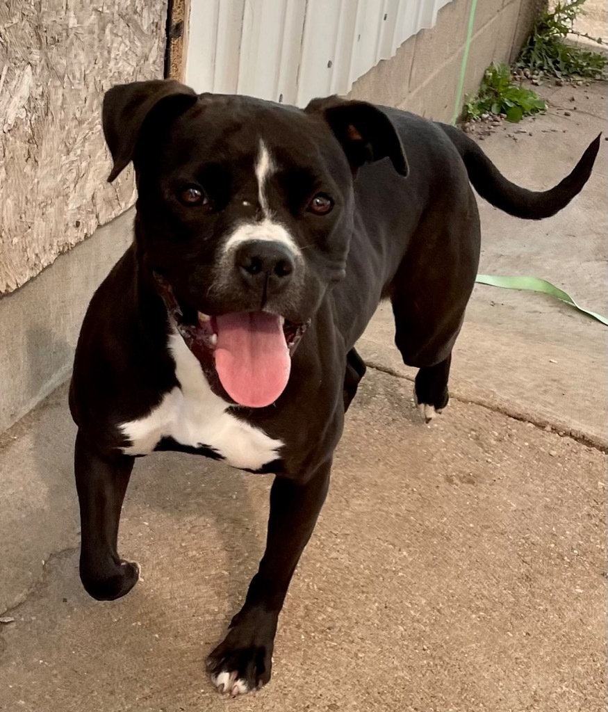 Molly, an adoptable Boxer, Pit Bull Terrier in Hastings, NE, 68901 | Photo Image 1