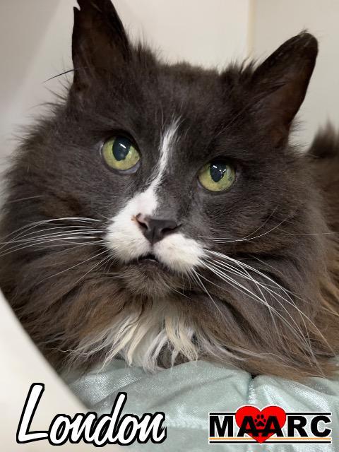 London, an adoptable Domestic Long Hair in Maryville, TN, 37801 | Photo Image 1