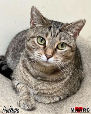 Felicia the bashful tabby babe Age 1 year 9 months Why Im a 1010 Im on the shy side but
