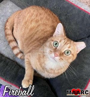 Fireball Domestic Short Hair Cat