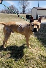 Scrappy, an adoptable Shepherd in Oskaloosa, IA, 52577 | Photo Image 3