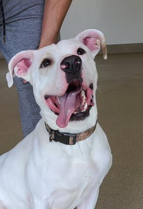 Ollie, an adoptable Pit Bull Terrier in Oskaloosa, IA, 52577 | Photo Image 1