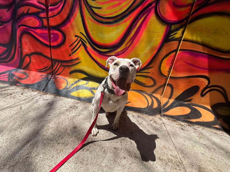 Ollie, an adoptable Pit Bull Terrier in Oskaloosa, IA, 52577 | Photo Image 1