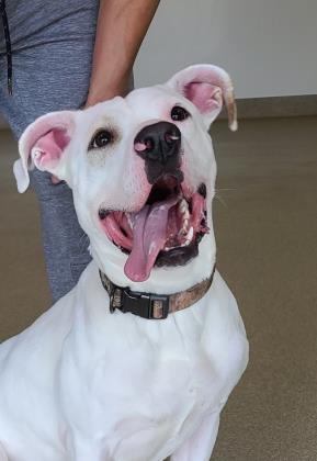 Ollie, an adoptable Pit Bull Terrier in Oskaloosa, IA, 52577 | Photo Image 2