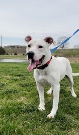 Ollie, an adoptable Pit Bull Terrier in Oskaloosa, IA, 52577 | Photo Image 3