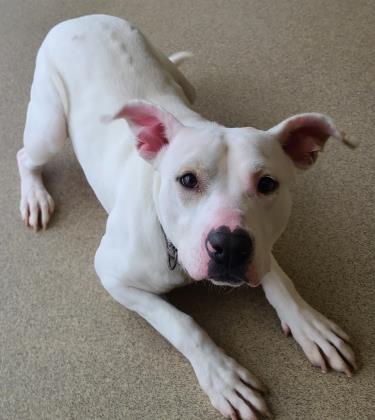 Ollie, an adoptable Pit Bull Terrier in Oskaloosa, IA, 52577 | Photo Image 3