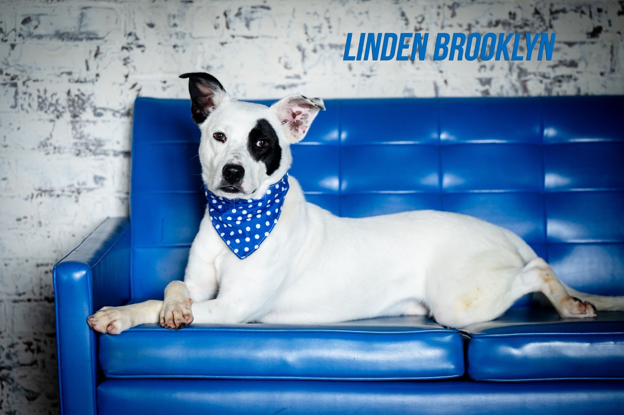 Linden Brooklyn