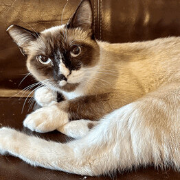 Jolene, an adopted Siamese & Snowshoe Mix in St. Cloud, MN_image-1