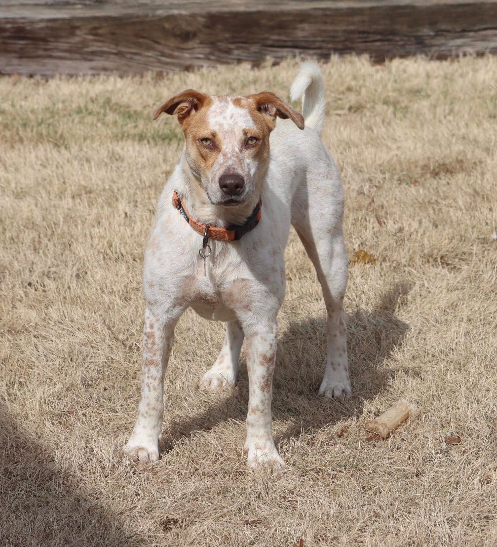 Dog for adoption - Brandy, a Cattle Dog & Labrador Retriever Mix in Alabaster, AL | Petfinder
