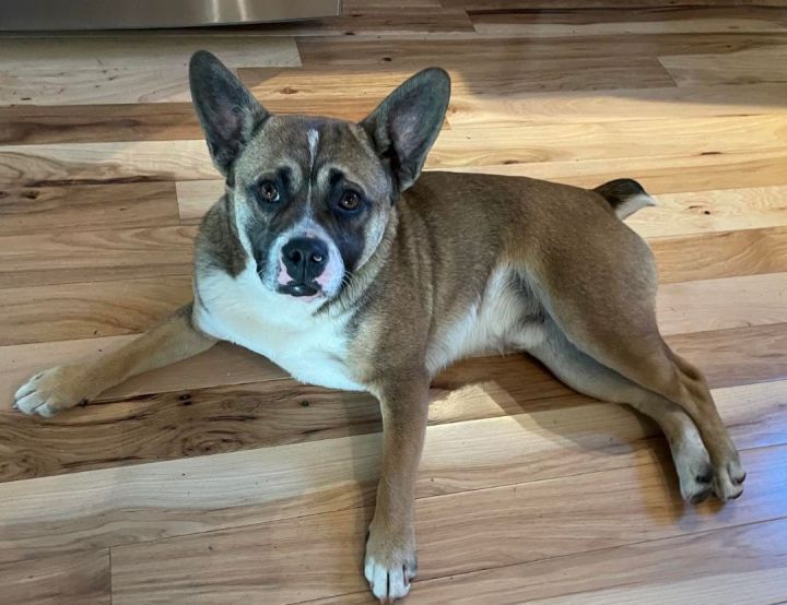 Bulldog mixed store with german shepherd