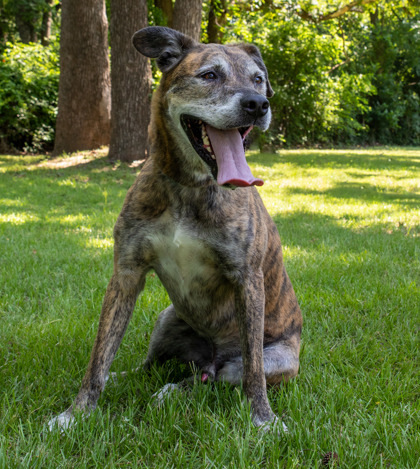 Dax, an adoptable Plott Hound, Mixed Breed in Tyler, TX, 75711 | Photo Image 1