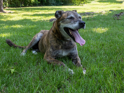Dax, an adoptable Plott Hound, Mixed Breed in Tyler, TX, 75711 | Photo Image 2