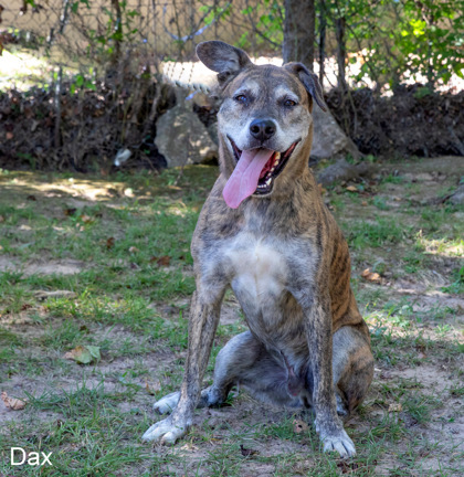 Dax, an adoptable Plott Hound, Mixed Breed in Tyler, TX, 75711 | Photo Image 3