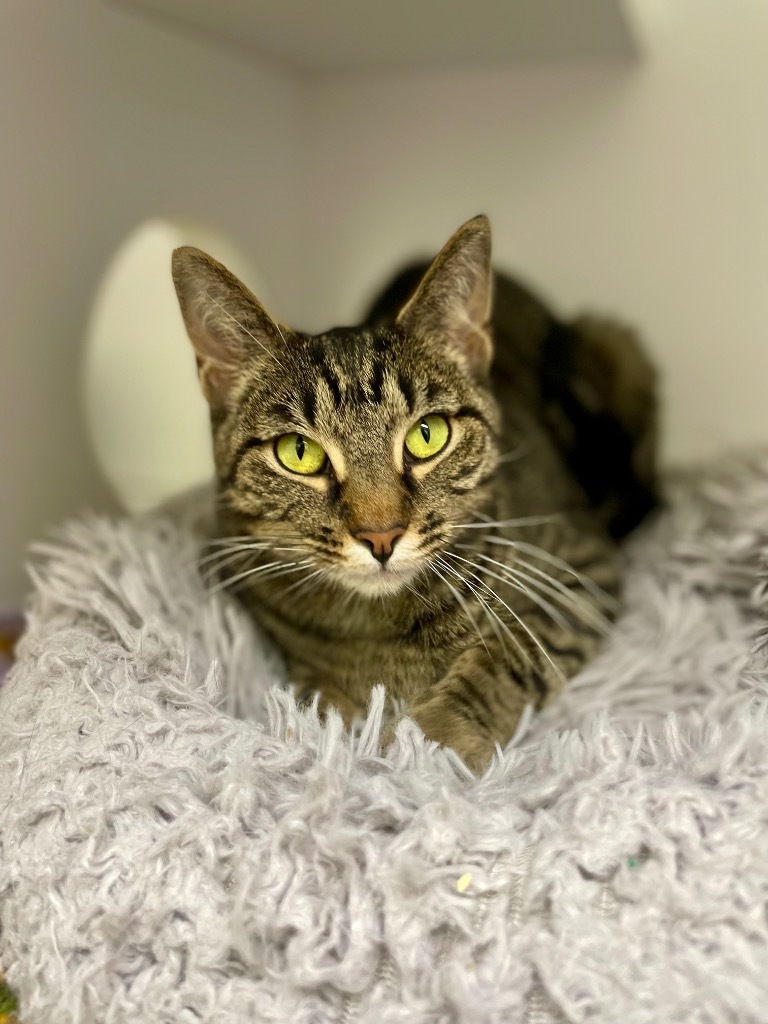 Carmen, an adoptable Domestic Short Hair in Shorewood, IL, 60431 | Photo Image 1