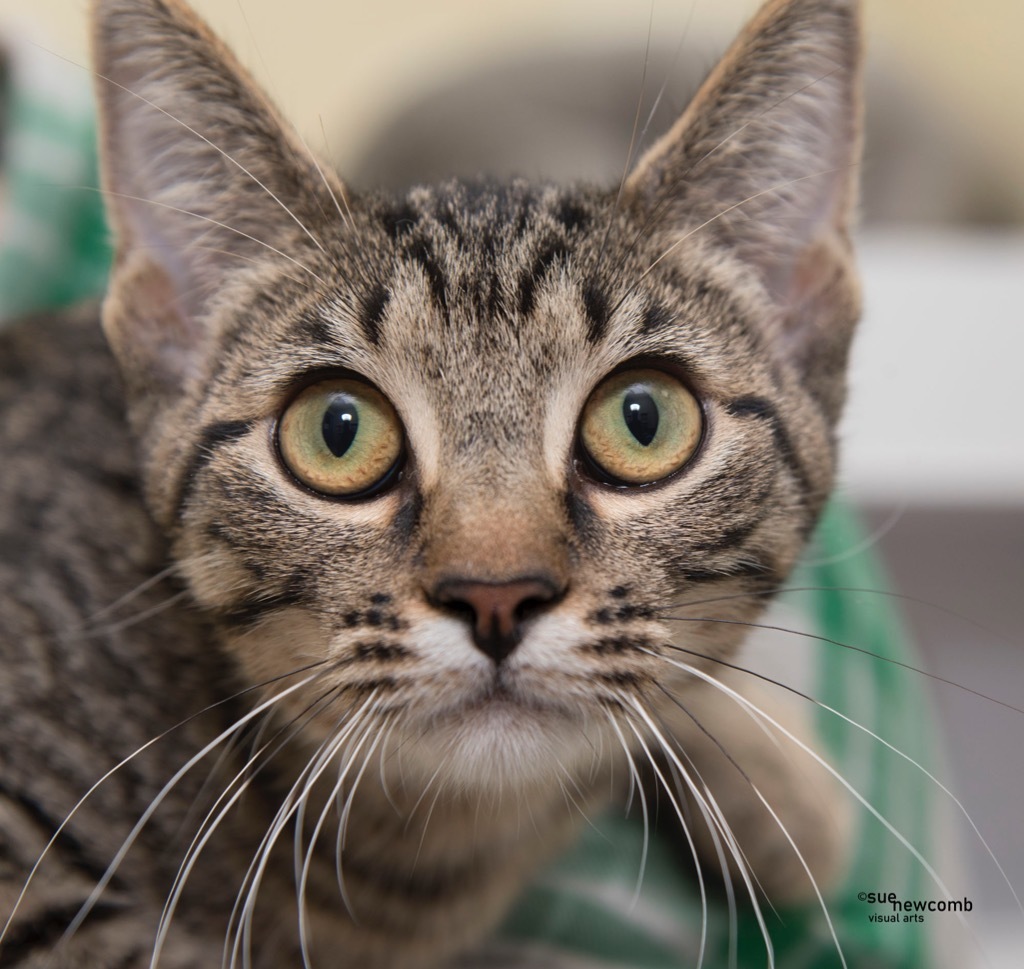 Carmen, an adoptable Domestic Short Hair in Shorewood, IL, 60431 | Photo Image 2