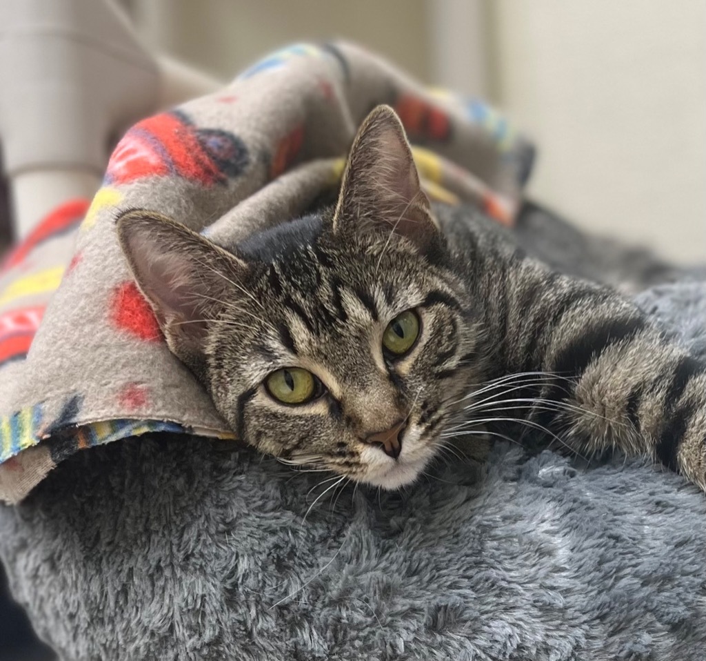 Carmen, an adoptable Domestic Short Hair in Shorewood, IL, 60431 | Photo Image 3