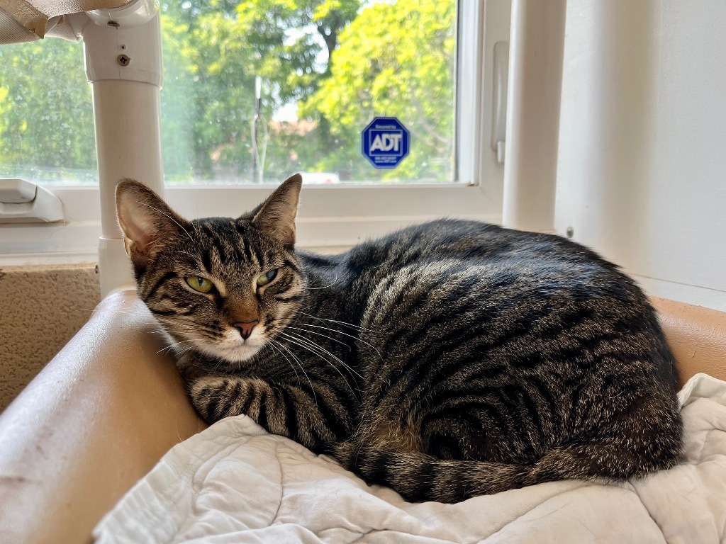 Carmen, an adoptable Domestic Short Hair in Shorewood, IL, 60431 | Photo Image 4