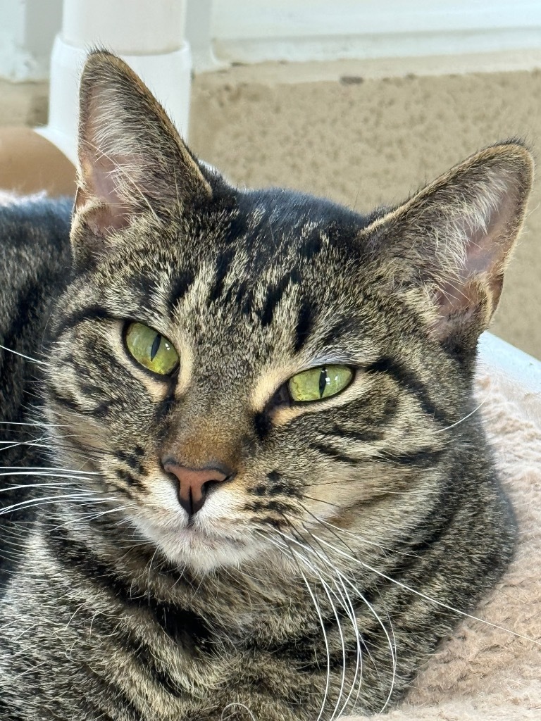 Carmen, an adoptable Domestic Short Hair in Shorewood, IL, 60431 | Photo Image 5