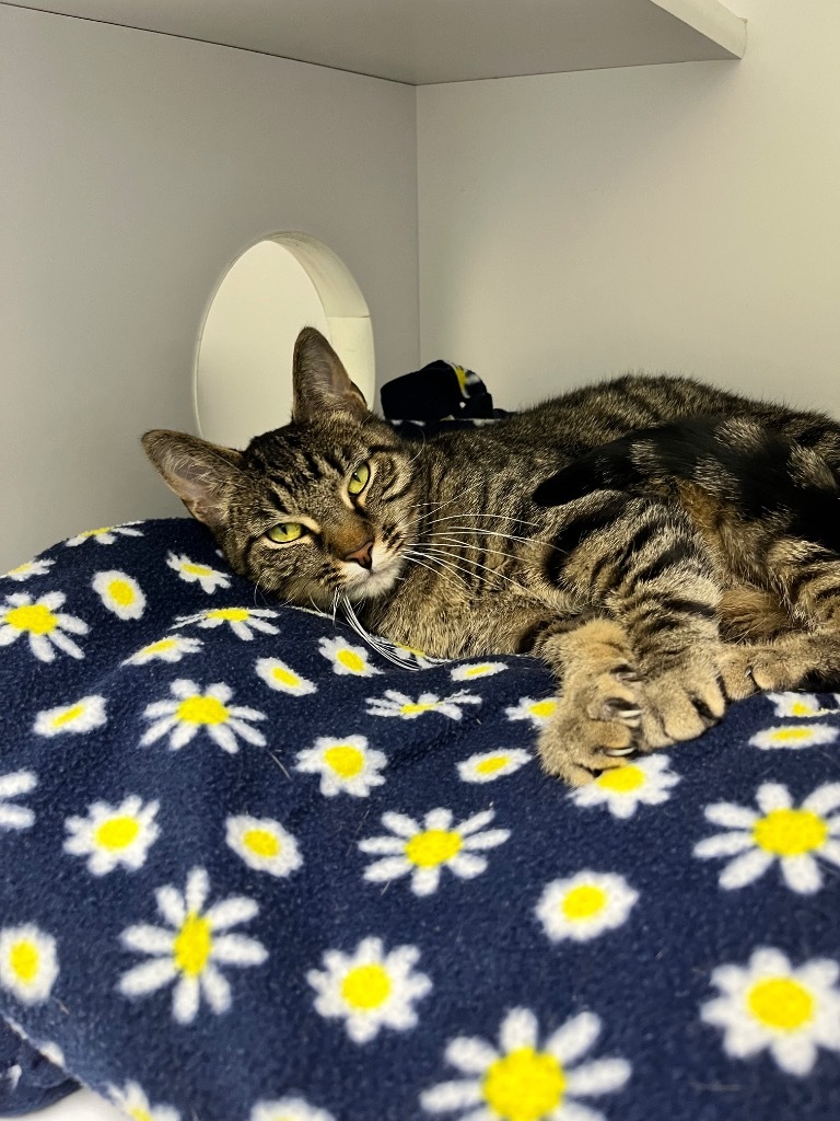 Carmen, an adoptable Domestic Short Hair in Shorewood, IL, 60431 | Photo Image 6