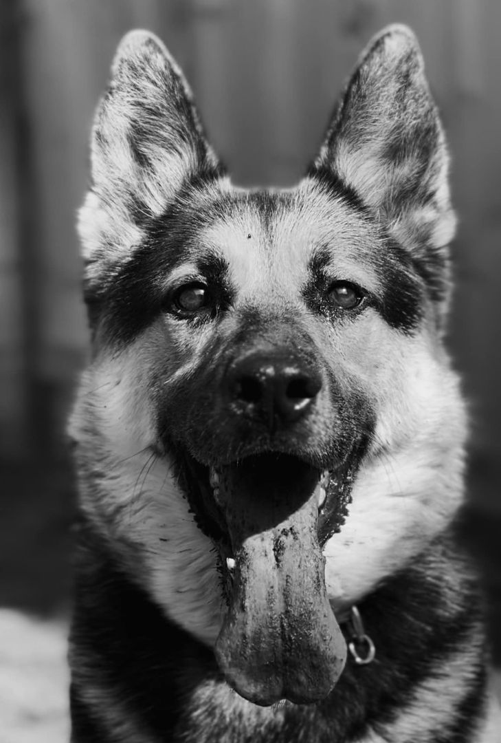 Zeke, an adoptable German Shepherd Dog in Manistee, MI, 49660 | Photo Image 4