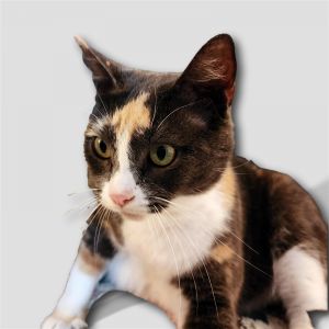Fiona #bundle-of-love Calico Cat
