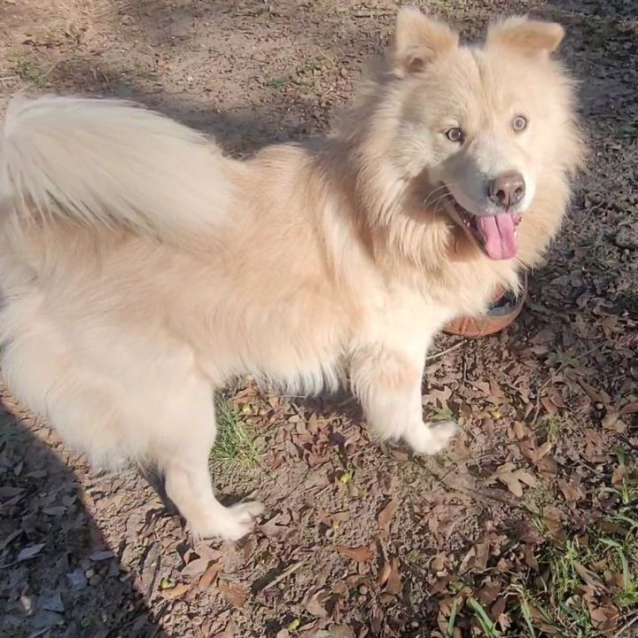 Petfinder chow outlet chow