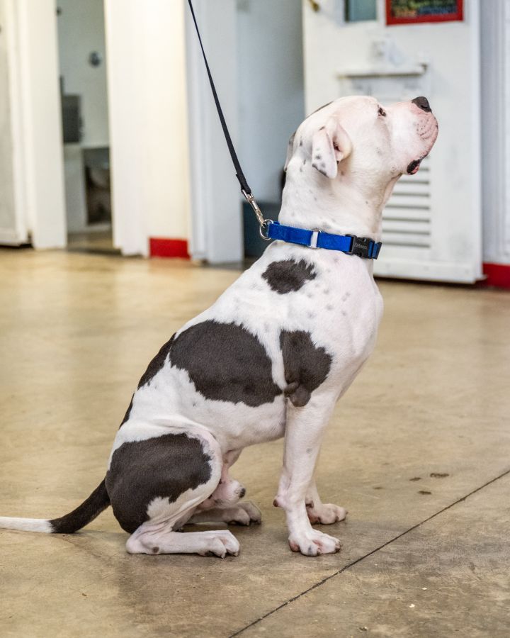 Petfinder shop training collar