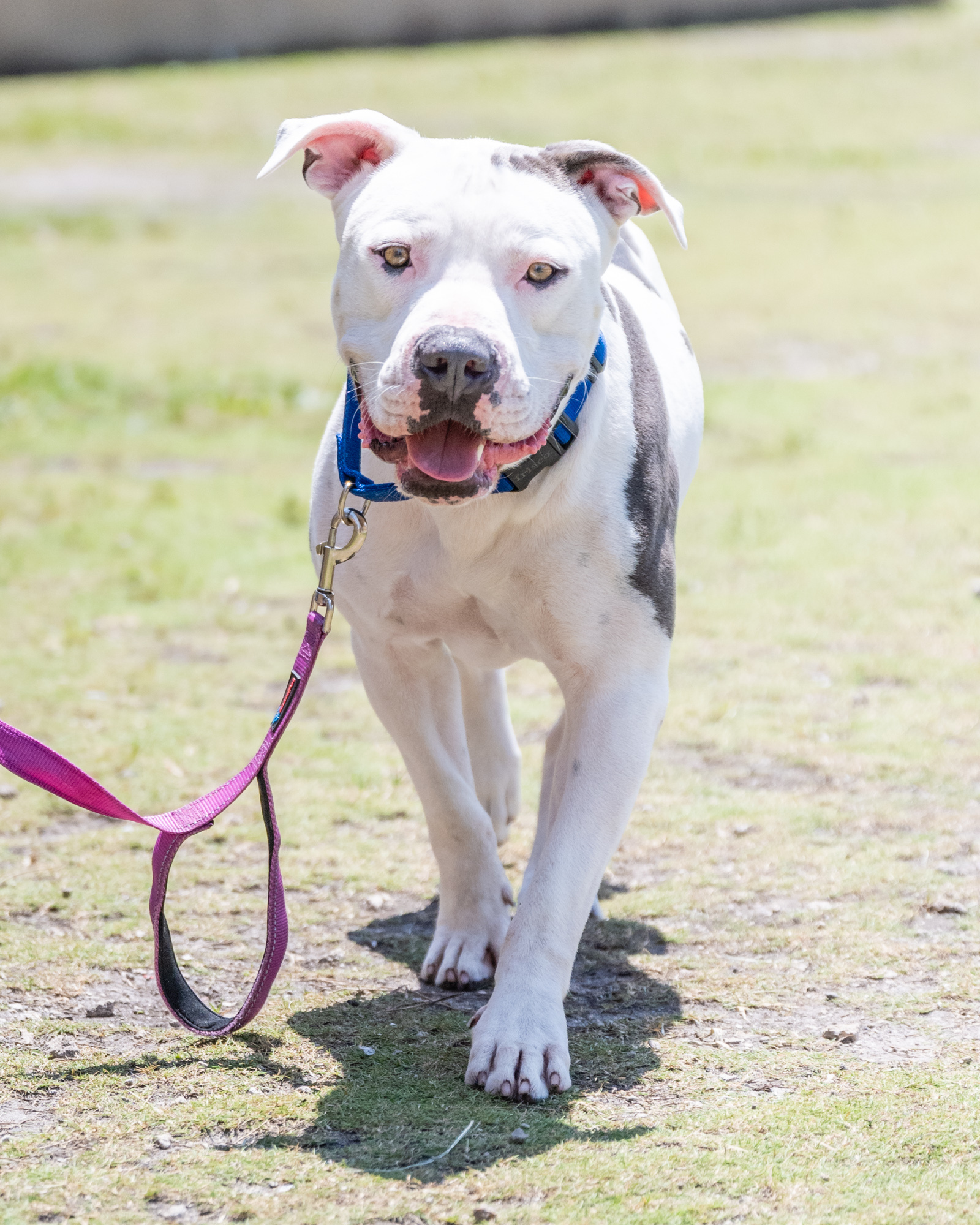 Dog for adoption - Cooper - TRAINED DOG, an American Bulldog Mix in ...