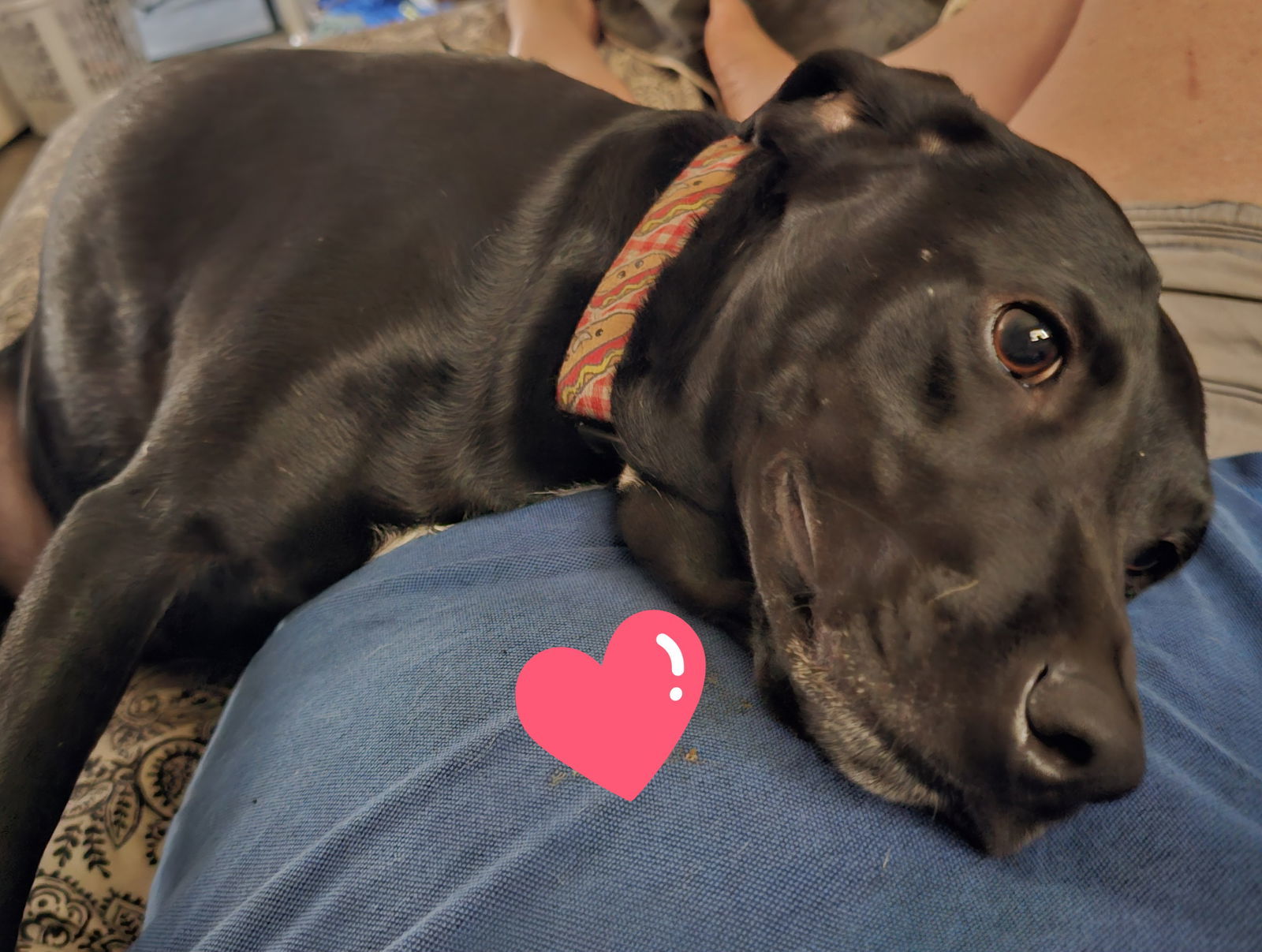 CHOCOLATE CHIP, an adoptable Labrador Retriever in Chico, CA, 95973 | Photo Image 1