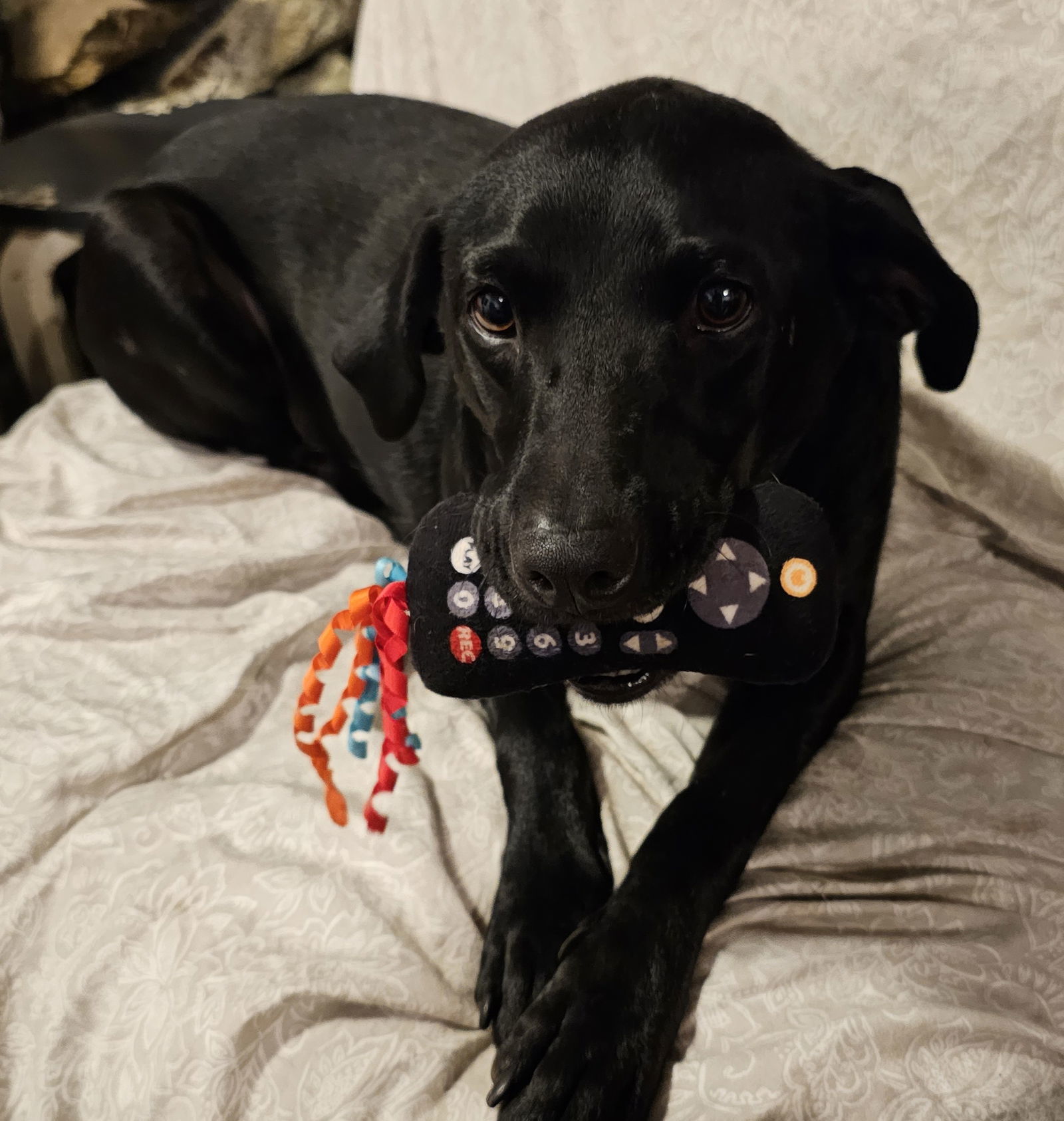 CHOCOLATE CHIP, an adoptable Labrador Retriever in Chico, CA, 95973 | Photo Image 2