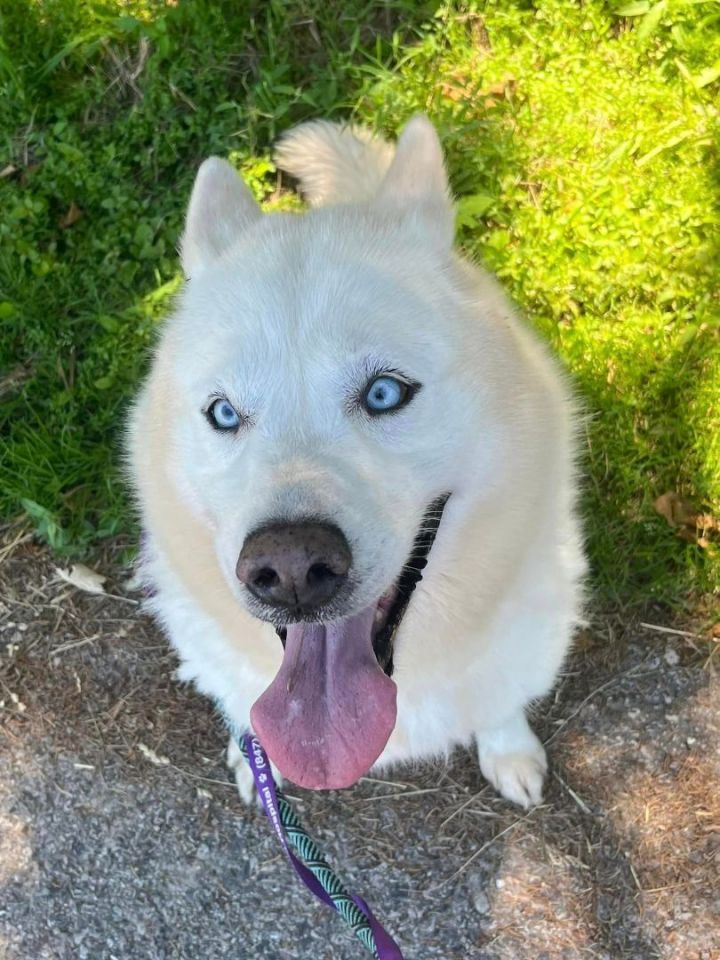 Luna siberian hot sale husky rescue