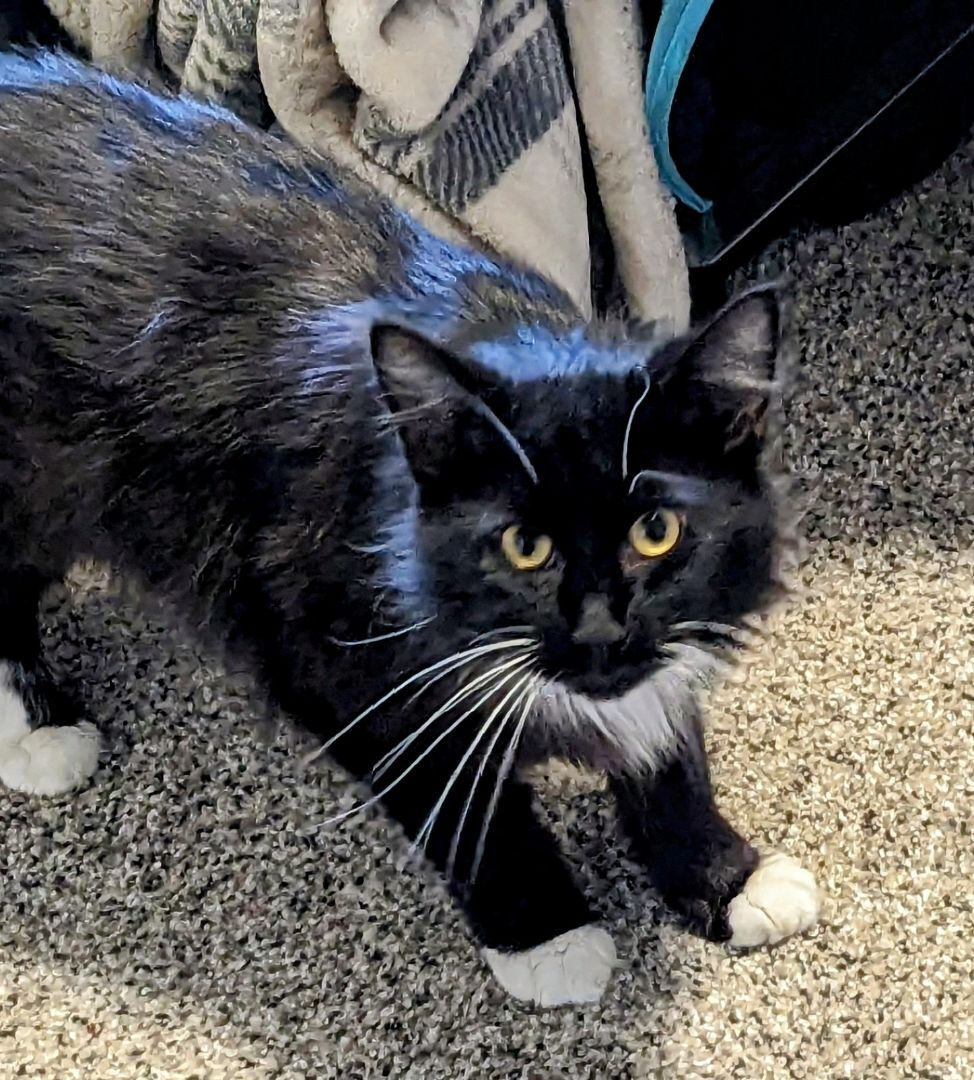 Cat for adoption Lancaster, a Tuxedo in Silverton, OR Petfinder