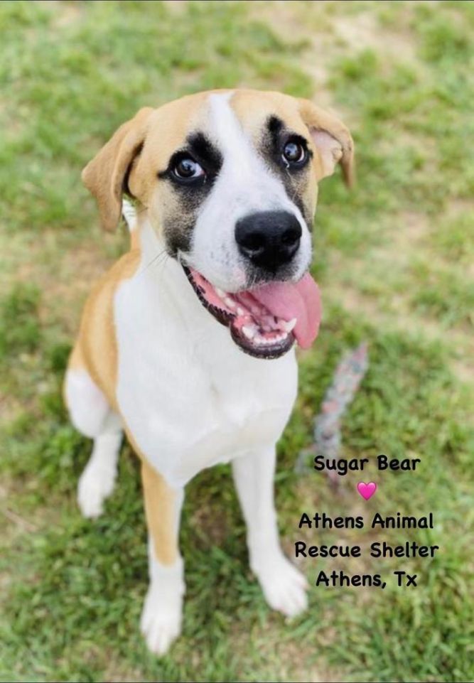 Sugar bear