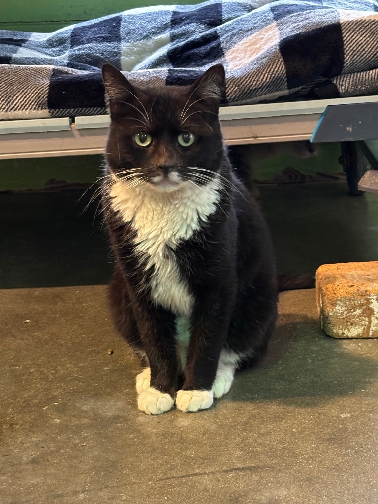 Queso (FIV+)