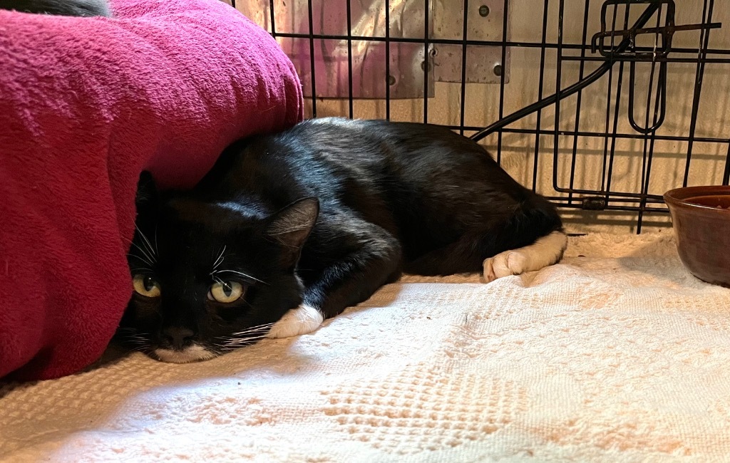 Queso (FIV+)
