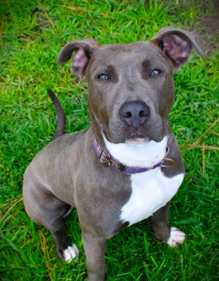 Greyson, an adoptable American Staffordshire Terrier Mix in Smithfield, NC_image-1