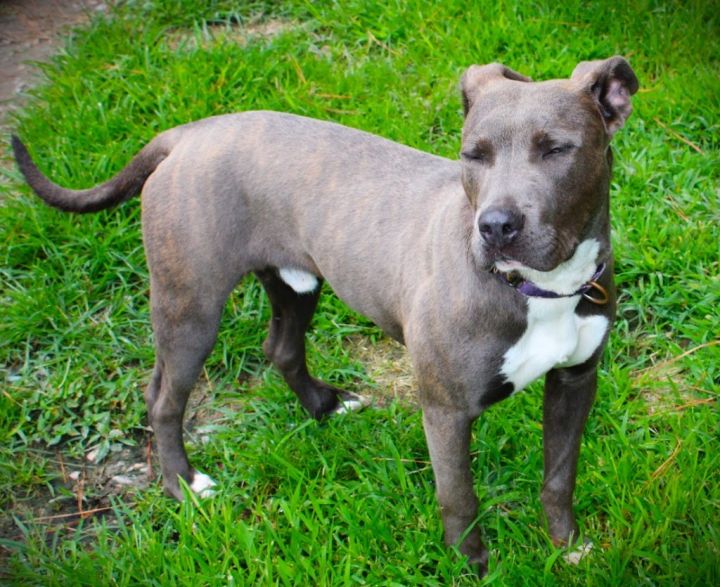 Greyson, an adoptable American Staffordshire Terrier Mix in Smithfield, NC_image-3