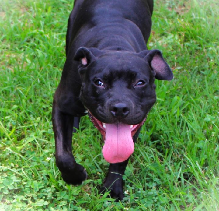 Raven 2, an adoptable American Staffordshire Terrier Mix in Smithfield, NC_image-1