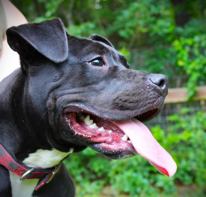 Raven 2, an adoptable American Staffordshire Terrier Mix in Smithfield, NC_image-2