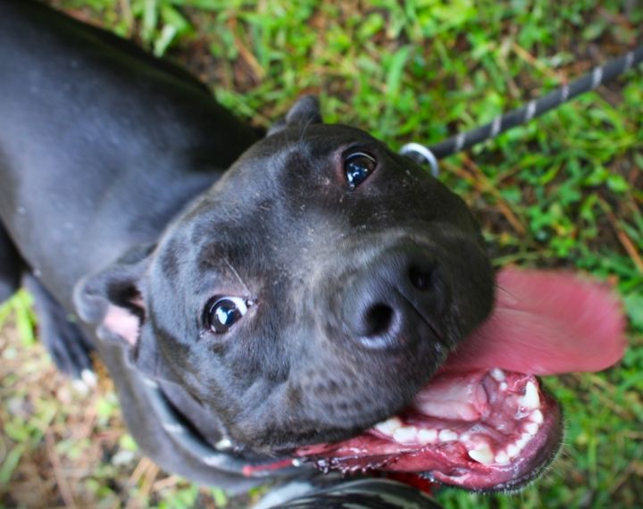 Raven 2, an adoptable American Staffordshire Terrier Mix in Smithfield, NC_image-3