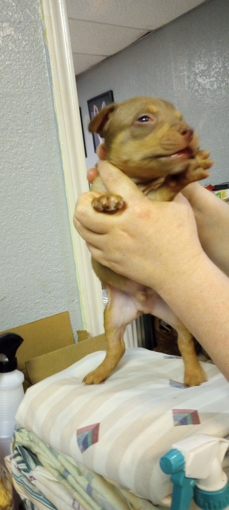 Disney Villain ( GASTON ), an adoptable Pit Bull Terrier in Fort Worth, TX_image-2