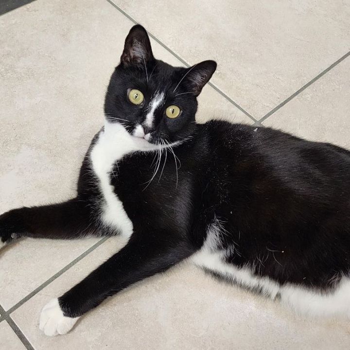 Bella, an adoptable Tuxedo in Kingston, MA_image-6