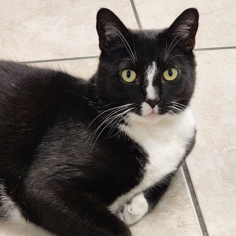 Cat for adoption - Bella, a Tuxedo in Kingston, MA | Petfinder