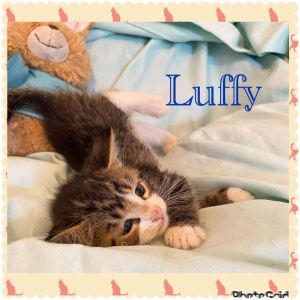 Luffy